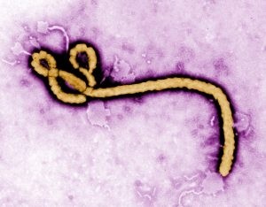 IBM研发大数据模型，为控制埃博拉病毒传播大显身手