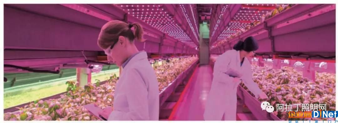 植物照明封装厂的技术发展状况与竞争格局